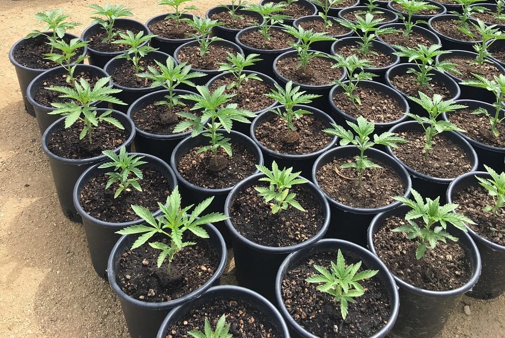 Pot Size for Cannabis