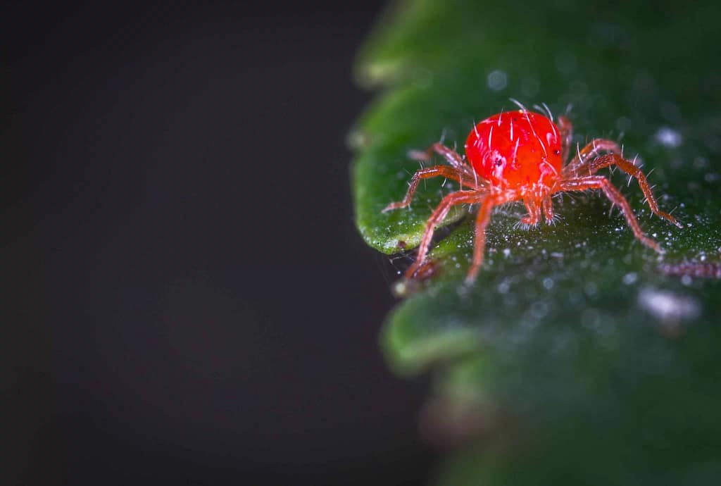 Red Spider Mites on cannabis