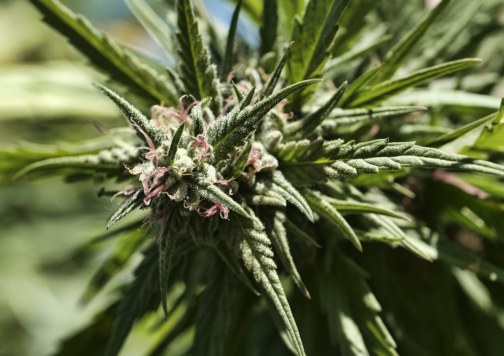Pollination of cannabis