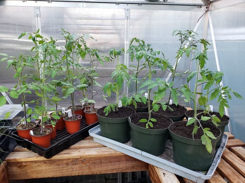 Containers for cannabis plants
