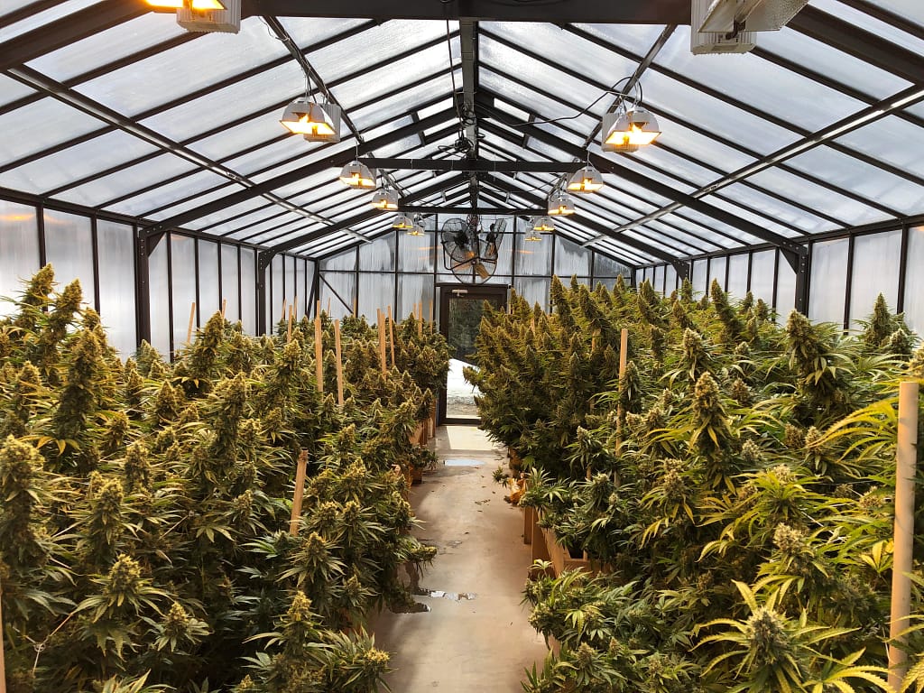 Greenhouse cannabis cultivation