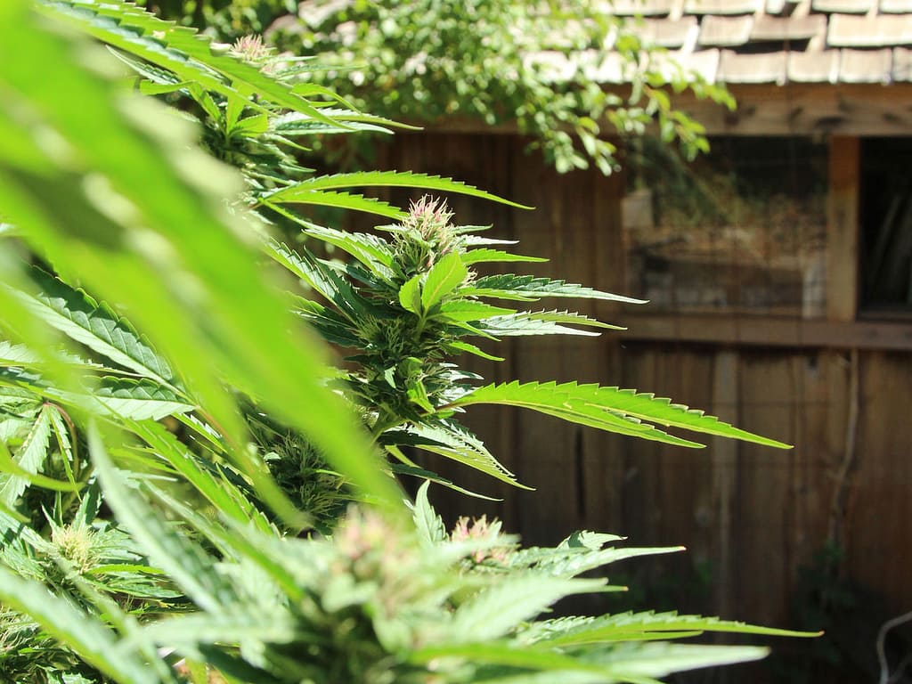 Growth Time of Cannabis