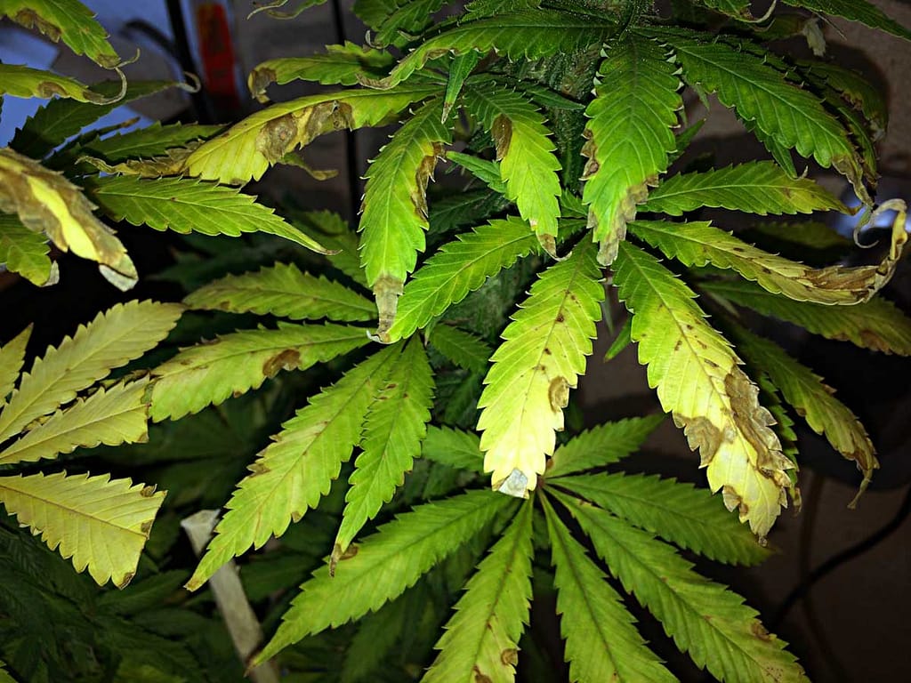 Solution for Nutrient Deficiency in Cannabis Plant