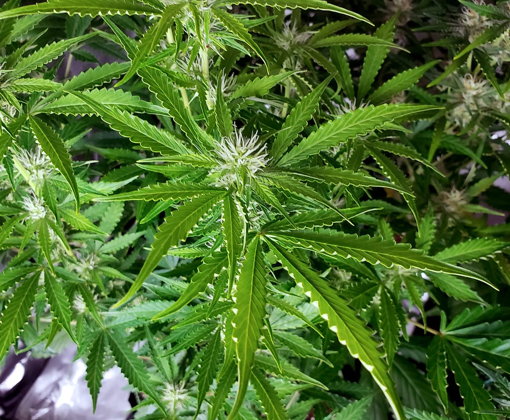 Curling Cannabis Leaves