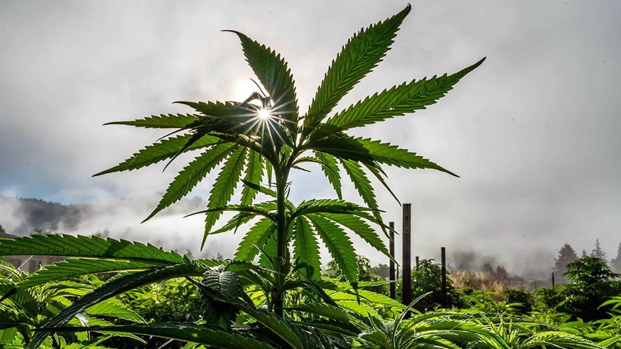 Growing Cannabis in the vegetative stage