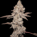 Animal Gelato Cannabis Seeds Feminized