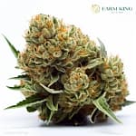 Black_Gorilla_Strain_Feminized_Cannabis_Seeds.