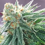 Bruce Banner Regular Cannabis Seeds