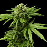 CBD ACDC Cannabis Seeds