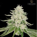 Fruity_OG_Kush_Feminized__Cannabis_Seeds