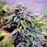 Granddaddy Purple Autoflowering Cannabis Seeds