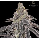 Mac_One_Feminized_Cannabis_Seeds