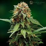 Auto tangerine dream cannabis seeds