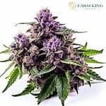 Blueberry yum yum strain auto cannabis seeds
