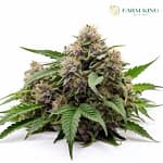 rainbow_haze_feminized_seeds
