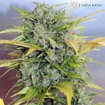 Ak-47 Auto Cannabis Seeds