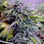 Blue Haze_Feminized_Cannabis Seeds