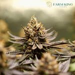 CBD Charlottes Web Cannabis Seeds