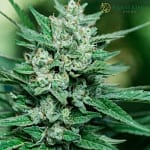 Papa Smurf Fast Version Cannabis Seeds