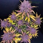 Purple Lemonade Auto Cannabis Seeds