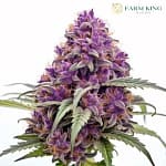 Purple Dream Fast Version Cannabis Seeds