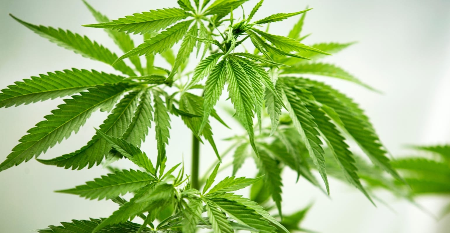 Advanced Cannabis Cultivation in Montreal