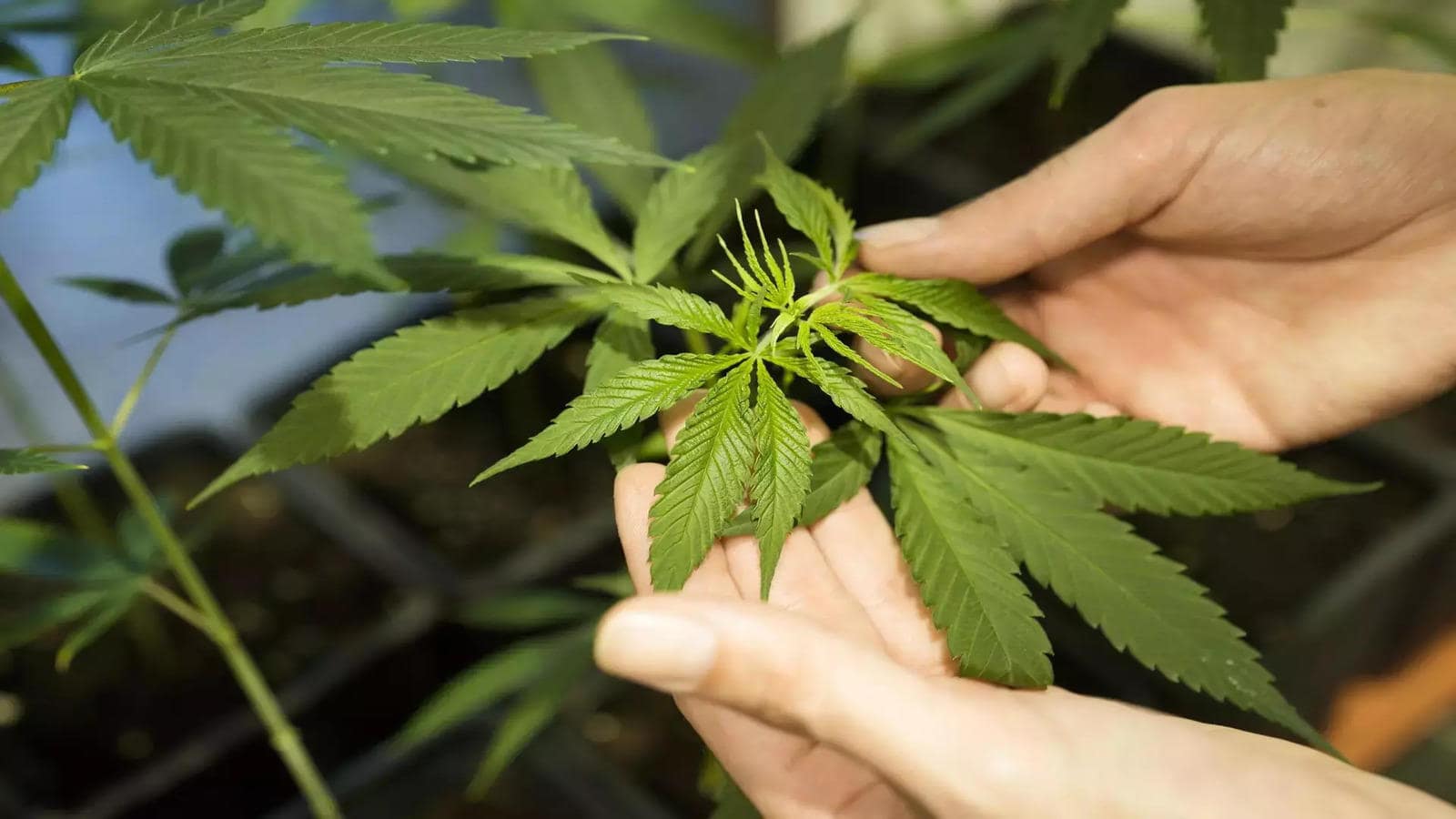 Strain Selection for Montreal's weather