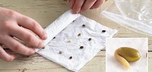 Germinating Seeds by Paper Towel Method