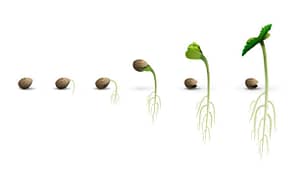 stages of cannabis seedling life