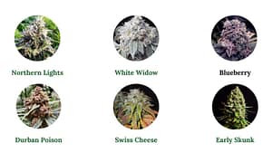 Best Cannabis Strain for Canada Outdoors