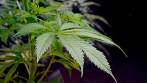 growing cannabis with advanced method