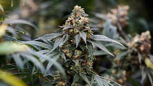 Cannabis Strain To Grow in Ontario