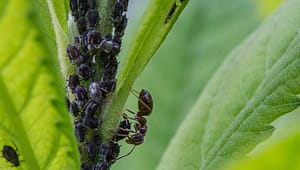 Pests and Bugs in Growing Cannabis