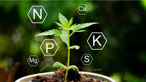 Understanding Nutrients Growing Cannabis