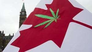 cannabis cultivation law in montreal