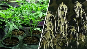 Hydroponics and Aquaponics for Cannabis Growth