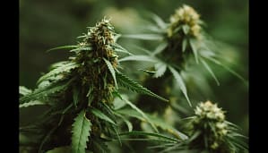 grow Cannabis in the Vegetative Stage