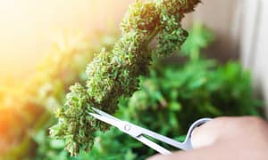 Curing Techniques for Damp Buds: