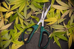 Shaping Your Cannabis plant