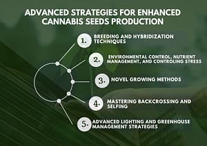 Advanced Strategies for Enhanced Cannabis Seeds Production in Canada