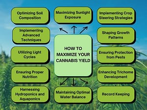 How to Maximize Your Cannabis Yield