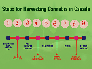 Steps for Harvesting Cannabis in Canada