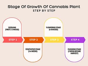 Stage Of Growth Of Cannabis Plant