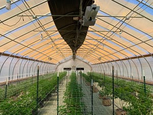 greenhouse management strategies for advanced cannabis growth
