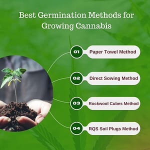 Best Methods for Germinating Cannabis Seeds
