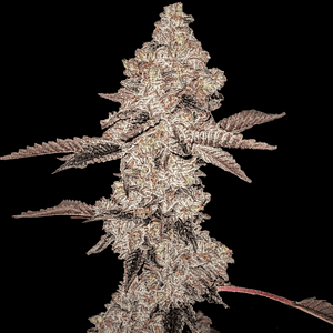 Animal Gelato Cannabis Seeds Feminized