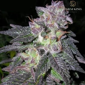 Black_Gold_Feminized_Cannabis_Seeds