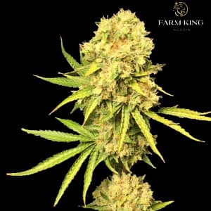 Gold_Sativa_Feminized_Cannabis_Seeds.
