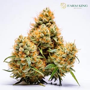 peanut_butter_cake_strain_feminized_seeds
