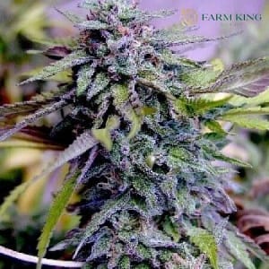 Blue Haze_Feminized_Cannabis Seeds